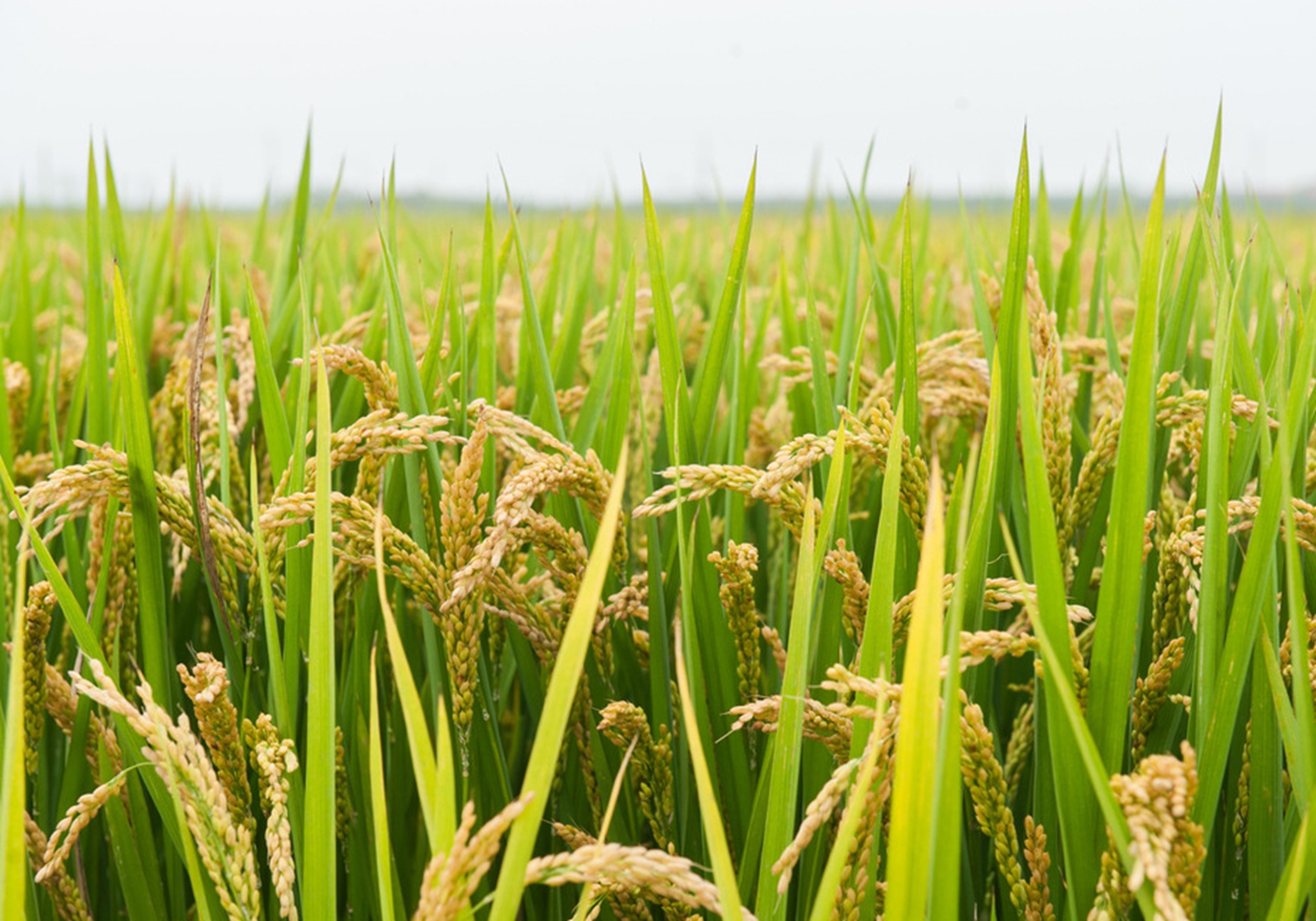 稻子的种植过程 - 2020年最新商品信息聚合专区 - 百度爱采购