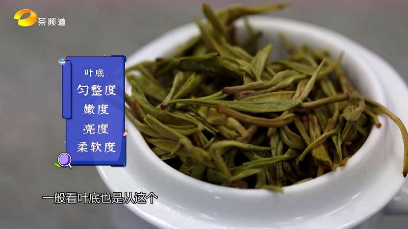 潇湘黄金茶叶底,匀整、嫩度、亮度,特级茶叶大不同,美食,美食猎奇,好看视频