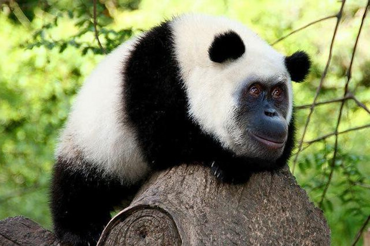 动物如果是长这样,是不是很搞笑!你喜欢吗?