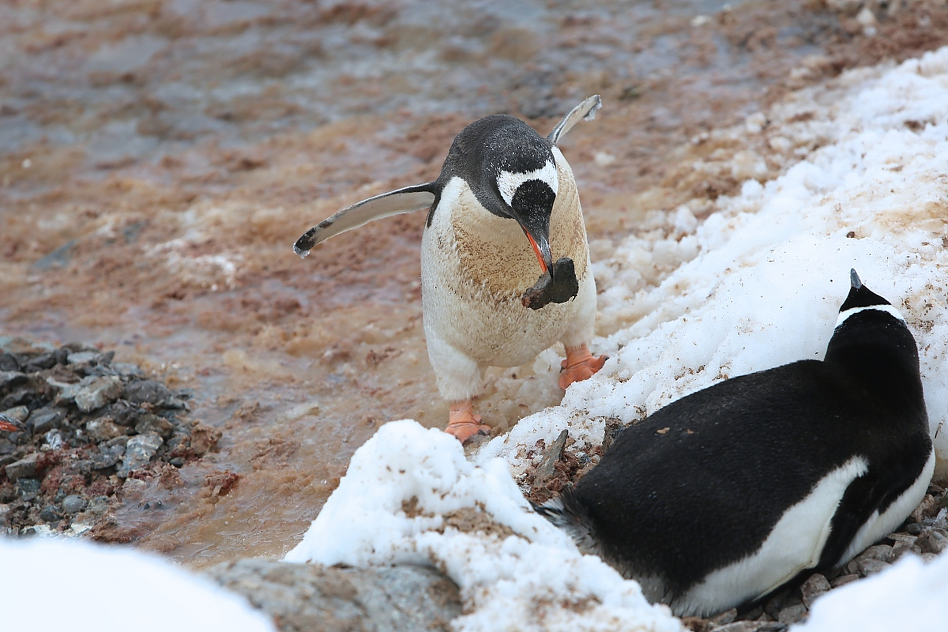 不会实现了,但是我可知道唯一不会脸红的鸟类是什么,这种鸟类就是企鹅