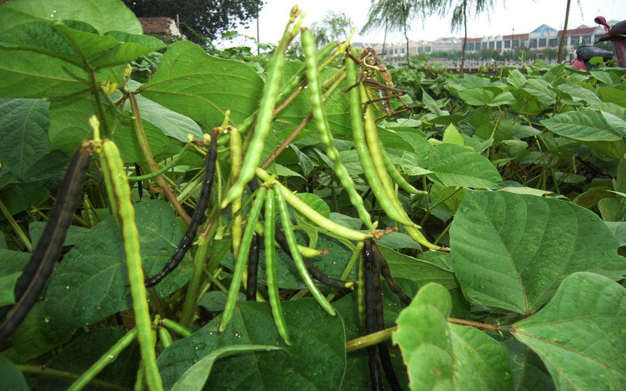 绿豆荚的蔓生或半蔓生,不仅影响产量,商品色泽也差
