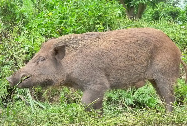 在农村,老人说的"四大红,四大急,四大硬,四大喜",是什么?