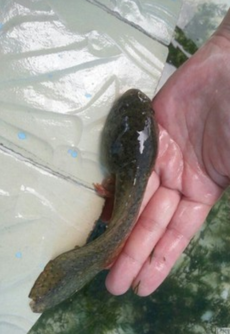 世界上最大的蝌蚪,全长竟有25厘米长,但是变成青蛙后却让人无奈