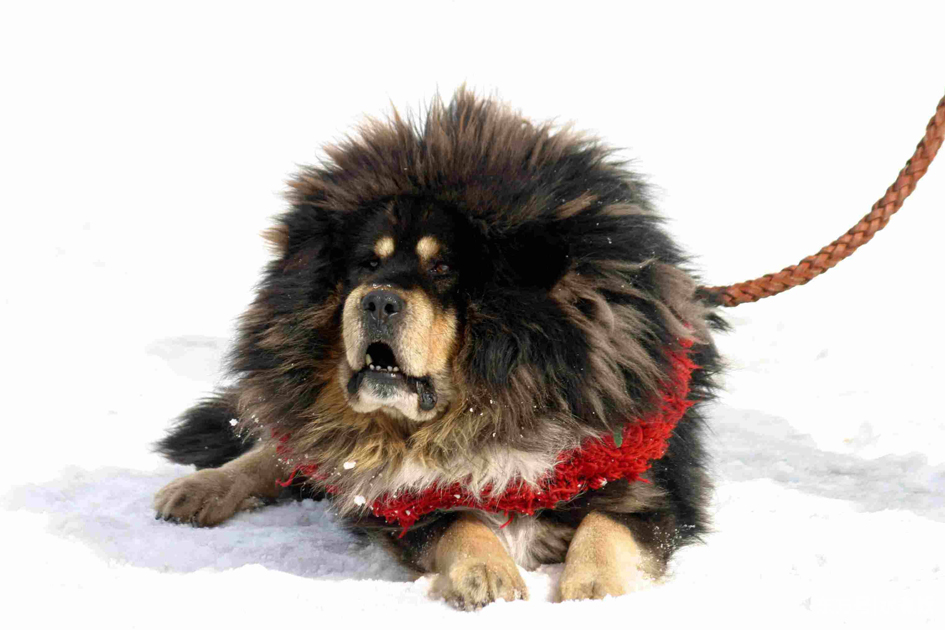 说说中华神犬藏獒的前世今生,为什么现在的名声这么差