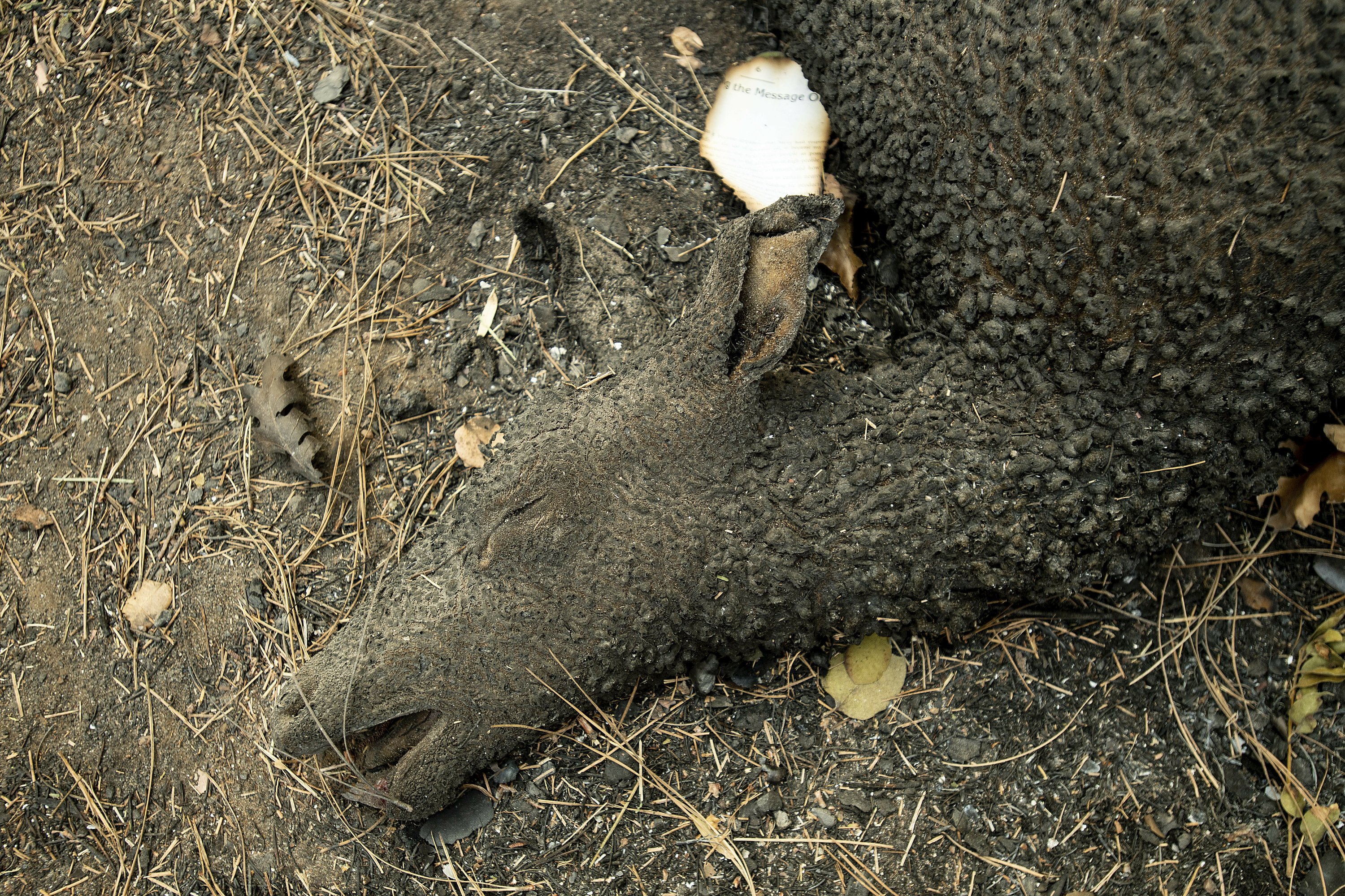 在北加州大火过境地区,一只动物被烧焦. 转载自百家号作者:时代摄会