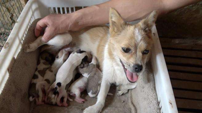 狗妈妈产崽一窝生6只，小狗一叫就生1只，小花呀咱们家该热闹了！