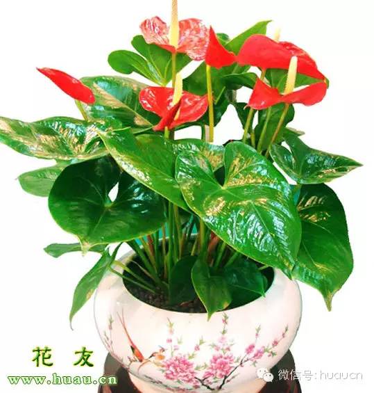 【花语作用】红掌的花语和作用