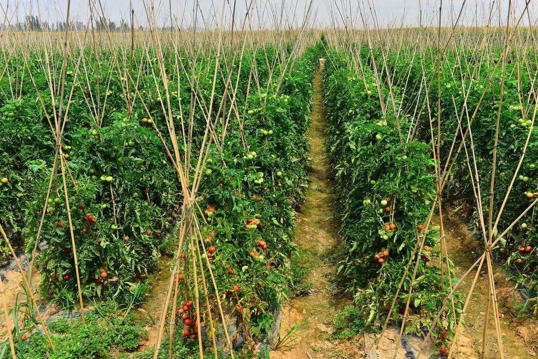 农村种植番茄怎样?好吃又好看应该怎么样种呢?分享种植番茄技术