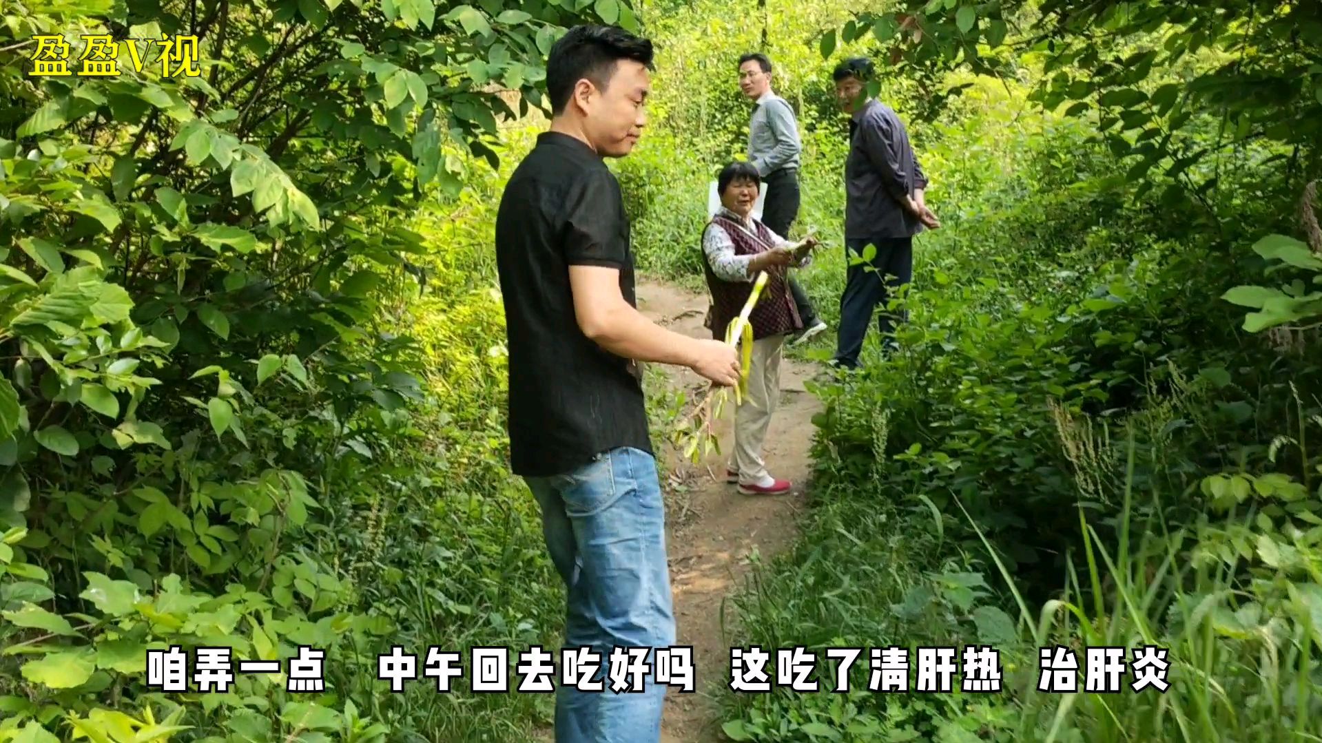 桐柏山上的野生酸菜桶,比山西老陈醋还要酸,没想到好处这么多