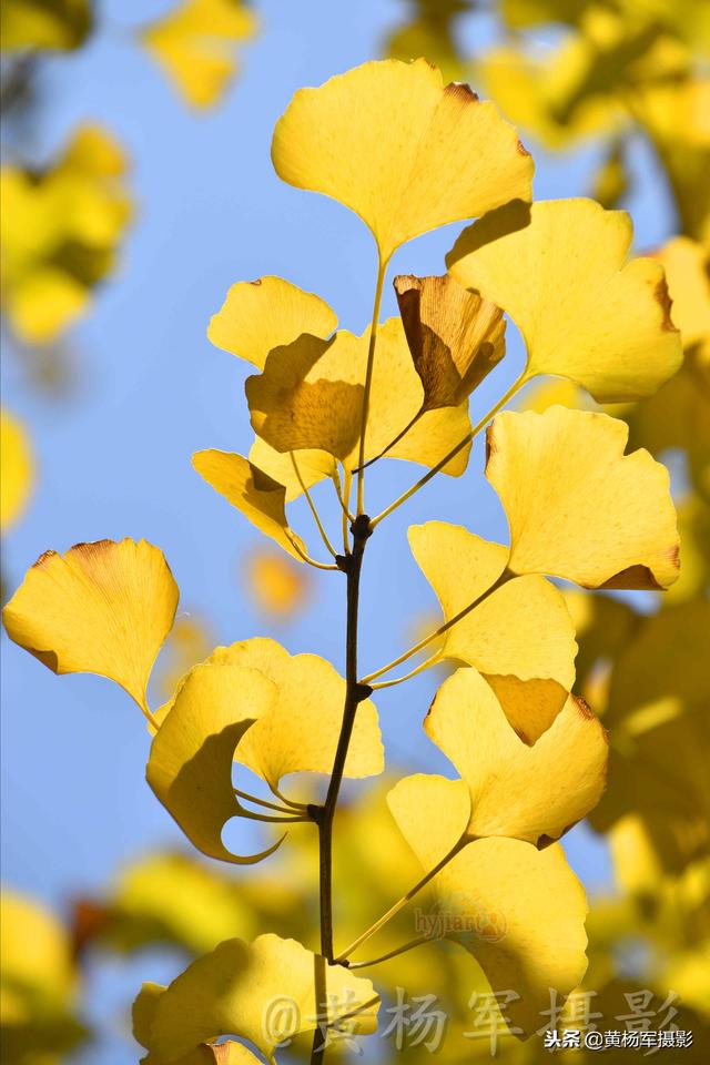 镜看美丽的银杏叶