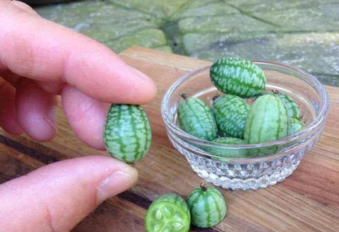 世界上最小的西瓜 比普通西瓜小100倍!