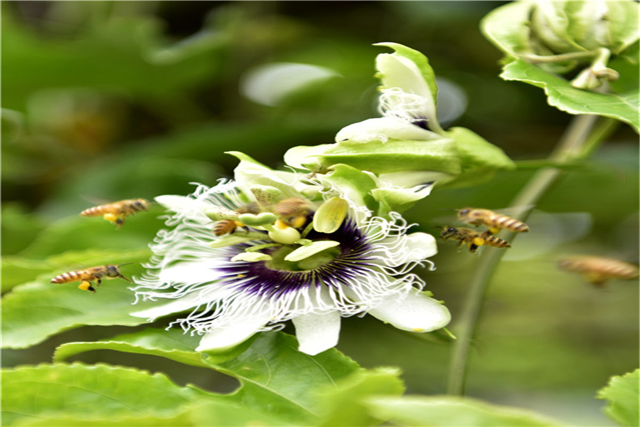 金灿灿的黄金百香果,在培育时想要正常生长,要掌握好管理要点