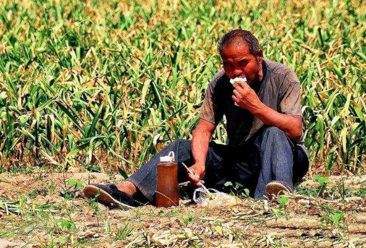 春种一粒粟秋收万颗子!农民种地辛苦吗?