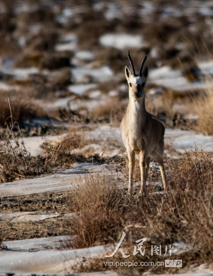 甘肃肃北:盐池湾成野生动物的乐园