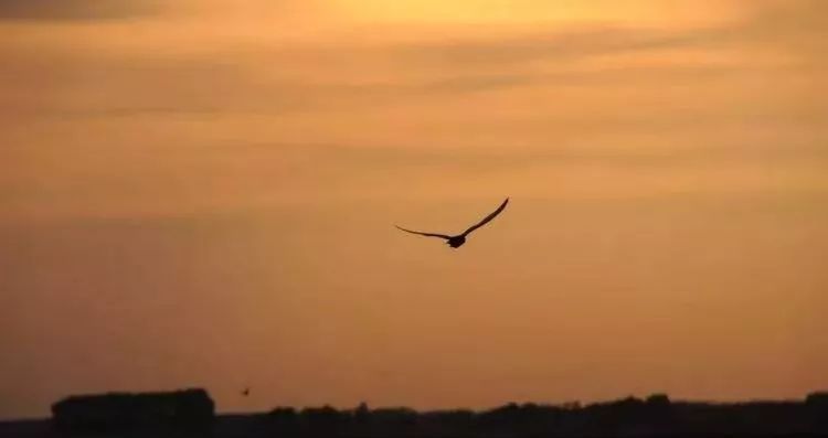 孤雁在挣扎中等待