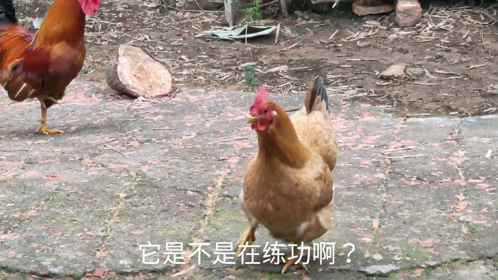 母鸡要下蛋前都会发出这叫声,是在和公鸡商量吗?