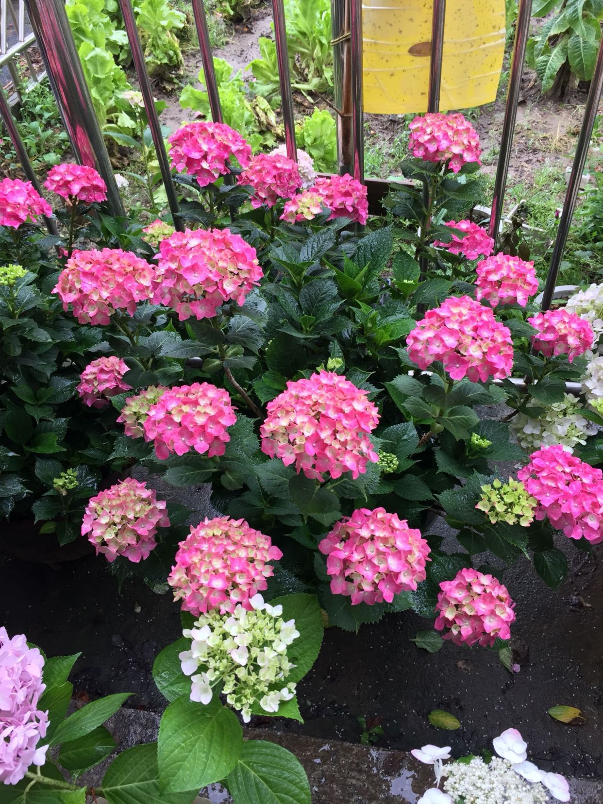 深圳哪有鲜花批发市场 - 2020年最新商品信息聚合专区 - 百度爱采购