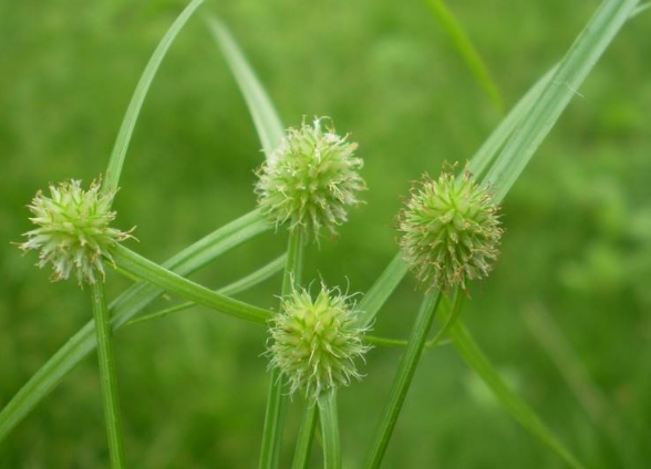 农村有种"水蜈蚣",过去曾是一大害草,殊不知还能用来止咳化痰