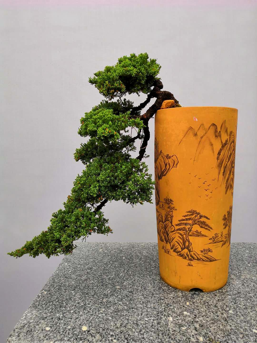 广州市海心沙园林博览会岭南盘景展作品