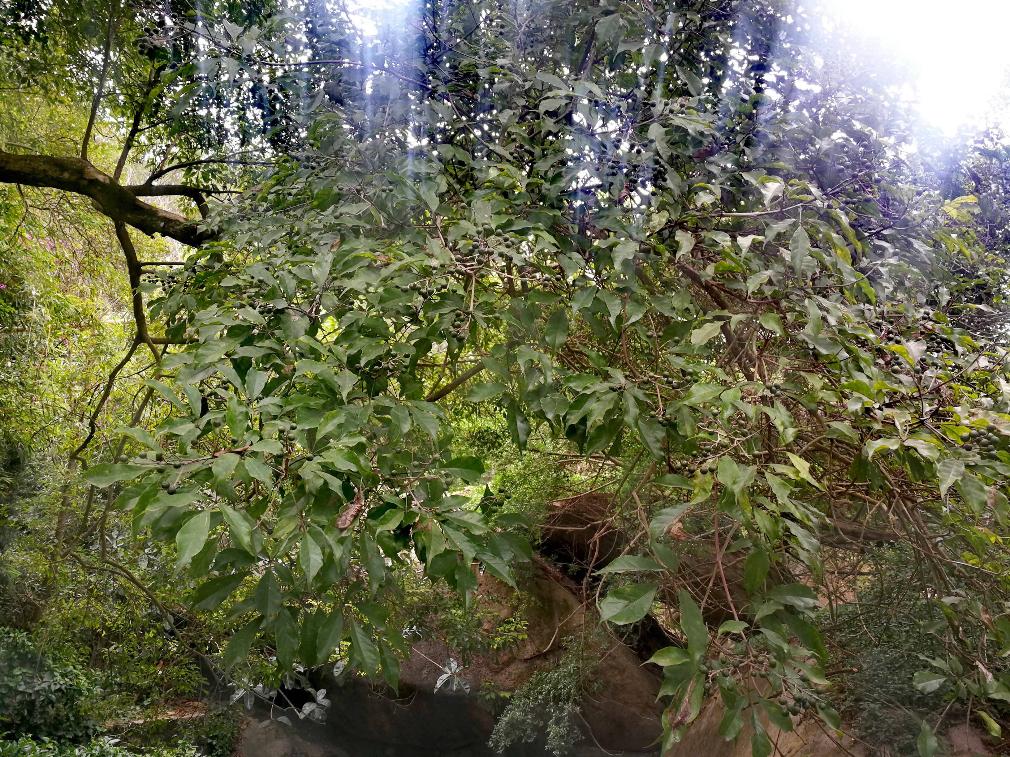 罕见青果果!佛系的薄姜木