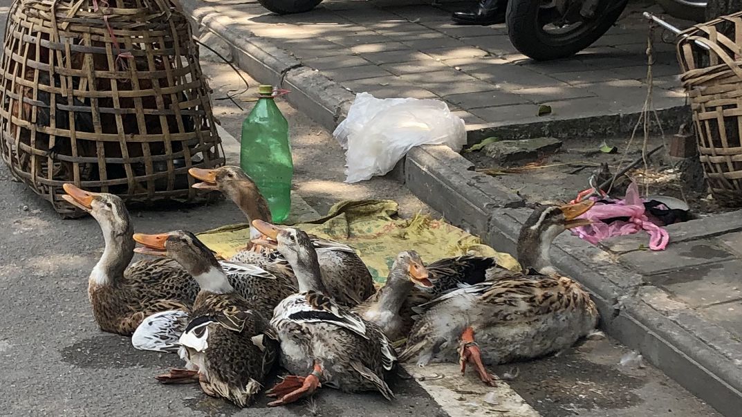 宾阳这几天全城屠鸭,没有一只能活着走出去!