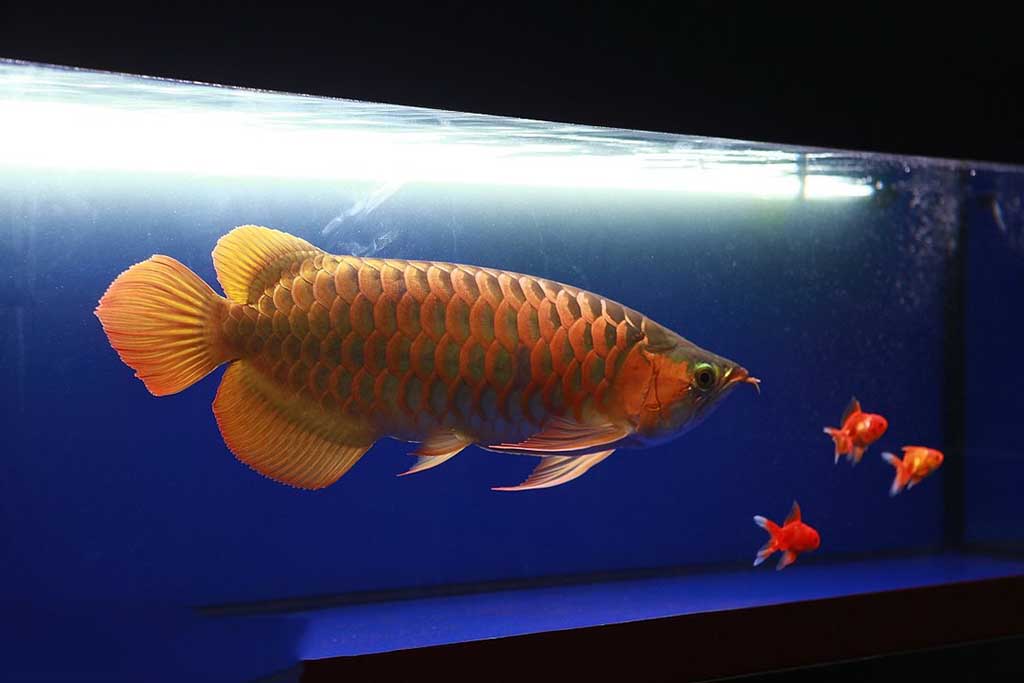 金龙鱼 - 热门商品专区