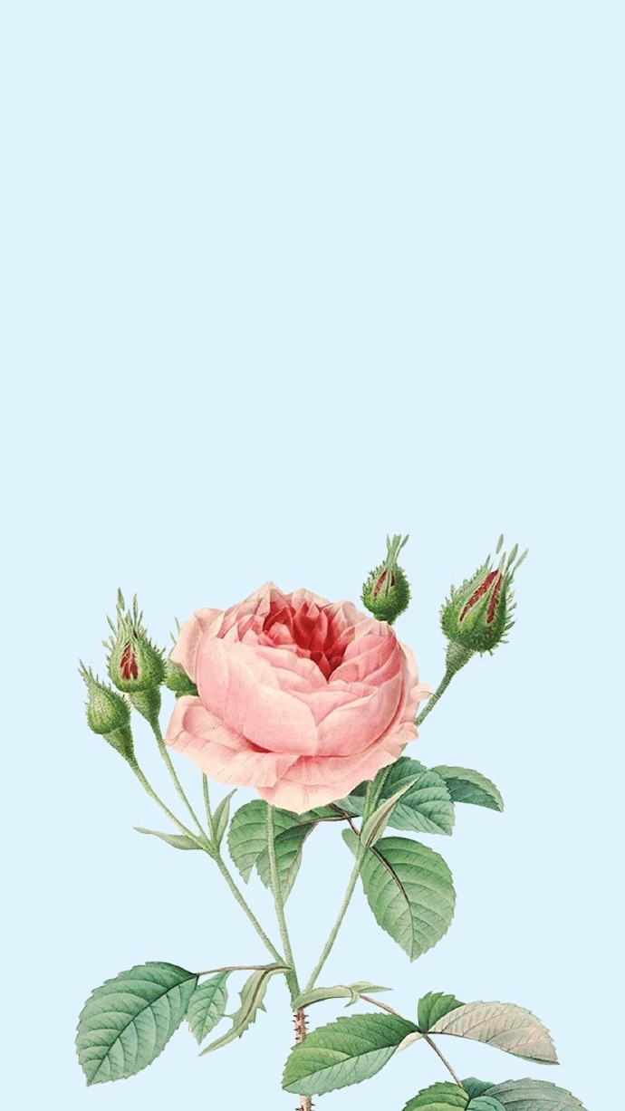 精美花卉壁纸合集,尽显欧洲浪漫气息,美到无法抗拒