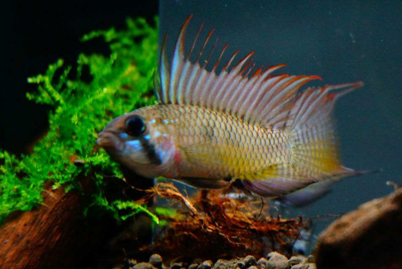 鱼缸绿水 - 热门商品专区