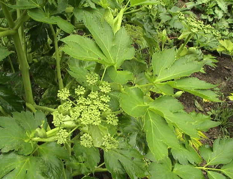 原产自日本的野菜,在国内又称"长寿菜",抗衰老效用比面膜还好