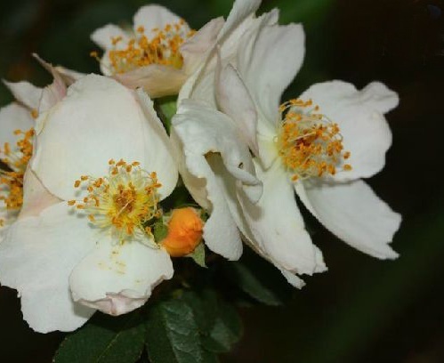 常见植物知识普及——粉蕾木香