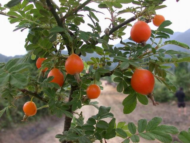 大山里野果这么多,你认识能叫出名字的有几种