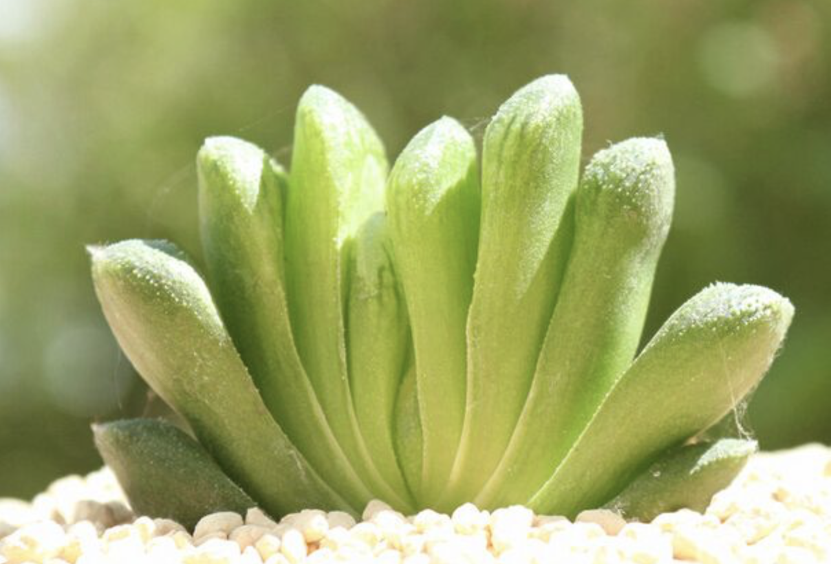 多肉植物—百合科十二卷玉扇系詳解