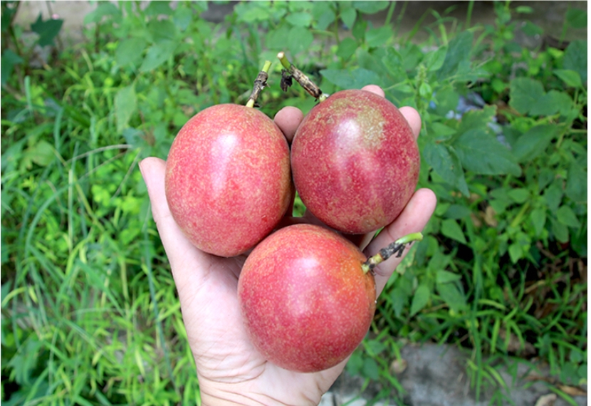 看一看被意为"恋情","爱情果"的百香果,是怎样成长的