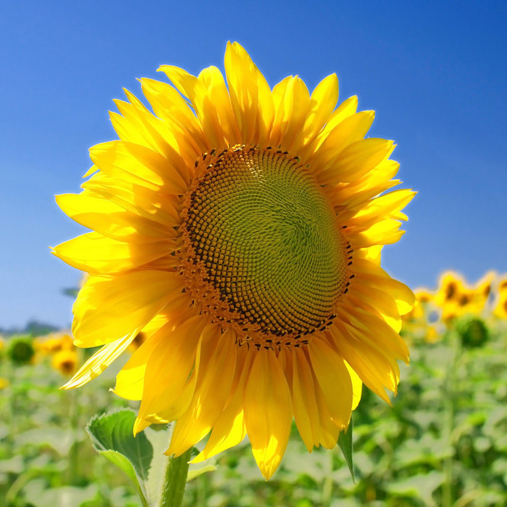 宫灯长寿花 百度百科