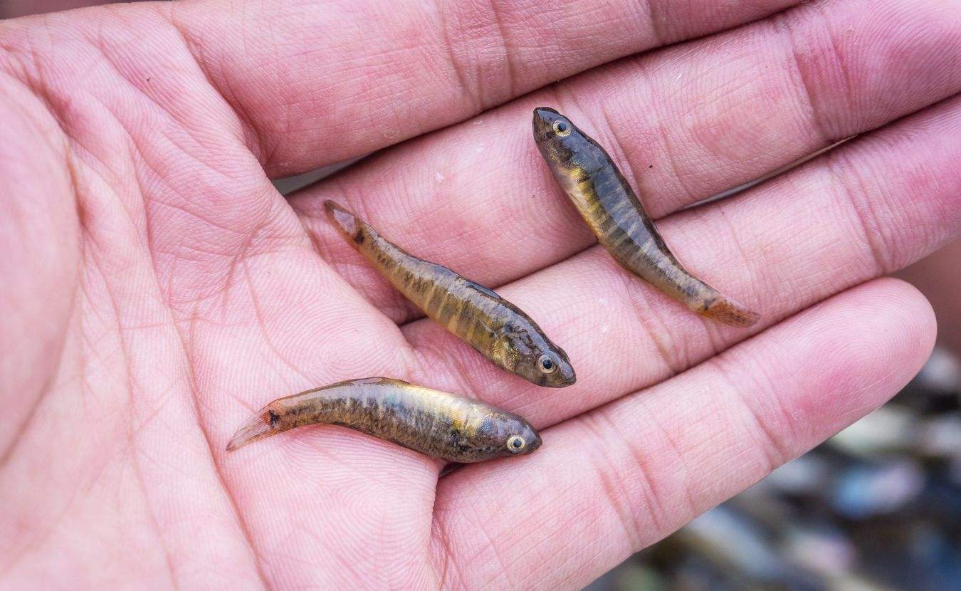 農村這幾種野生小魚,你能認全幾種?全知道的估計是