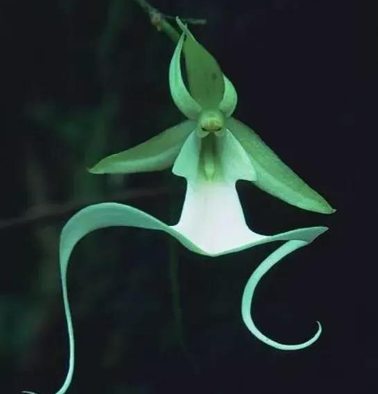 那些罕见的奇花异草,图三看上去真的很稀奇!