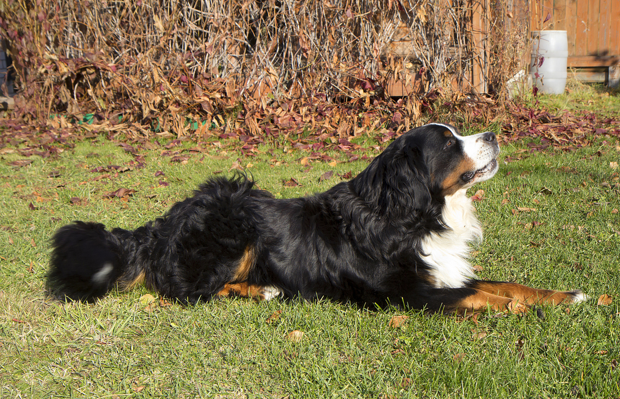 圣伯纳德犬对主人非常温和,性格开朗,感情细腻,对家庭成员和朋友非常