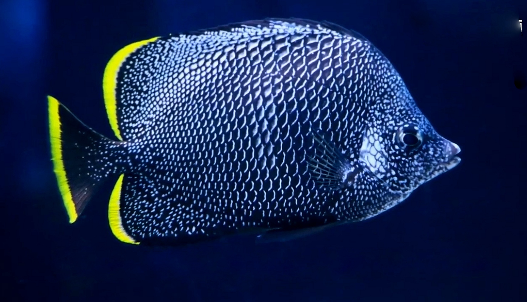 世上最名贵的10种热带鱼,见过3种,你才能算养鱼老道!