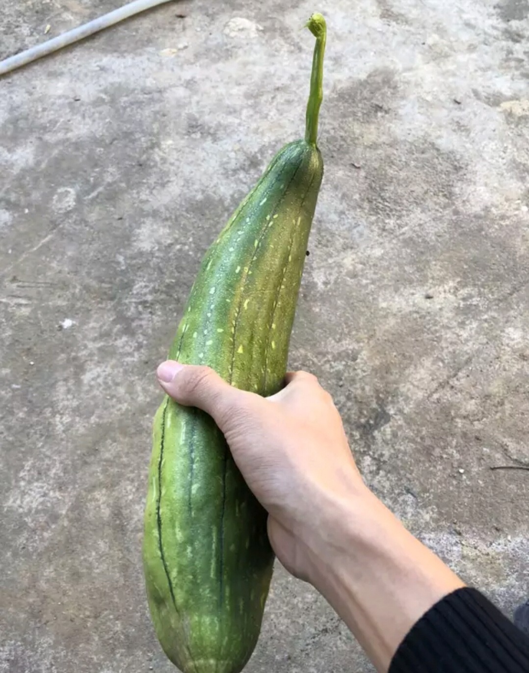 水瓜全身是宝,可以作为农村人洗碗用的水瓜扫