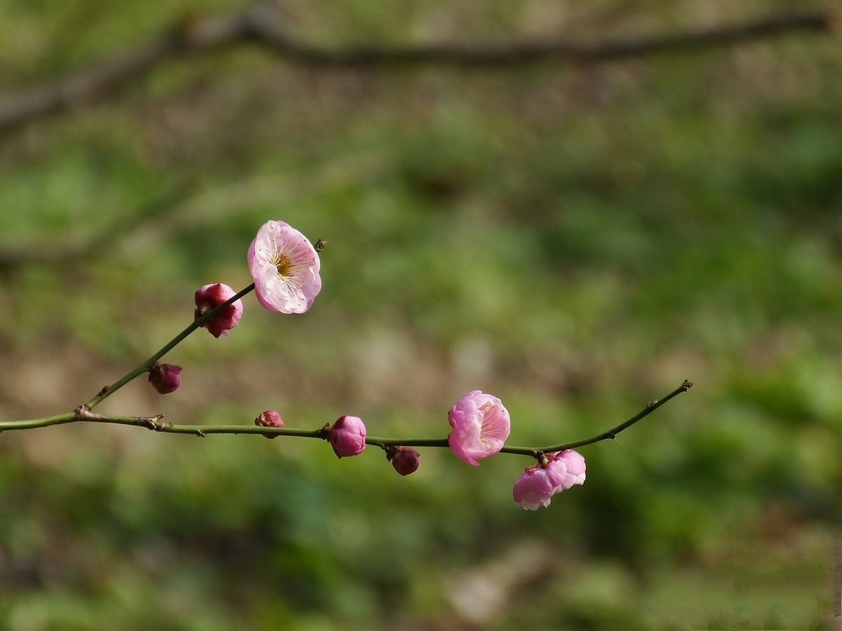 粉红色的小梅花.
