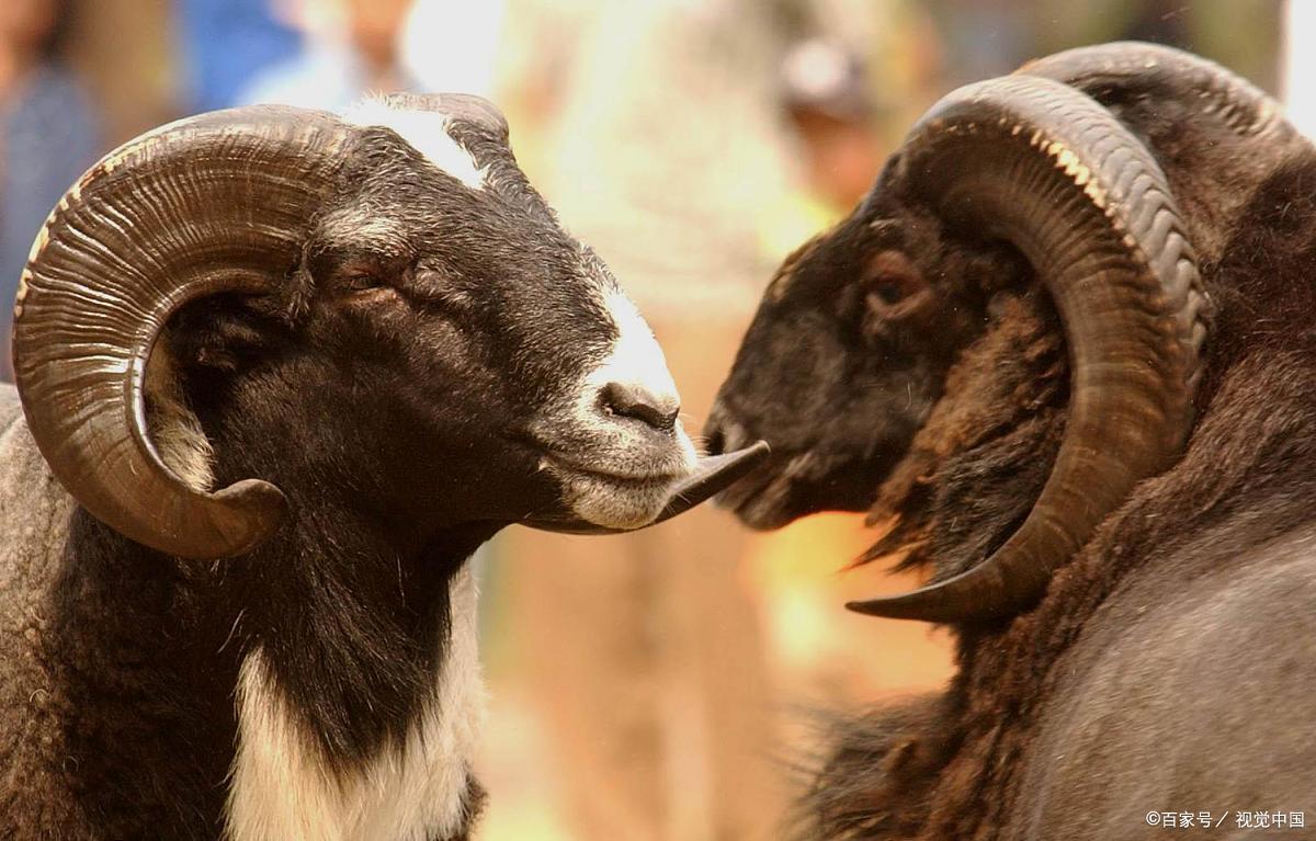 公羊博弈丨别人对你的退让,不一定是太怂,而是幸福感比你强