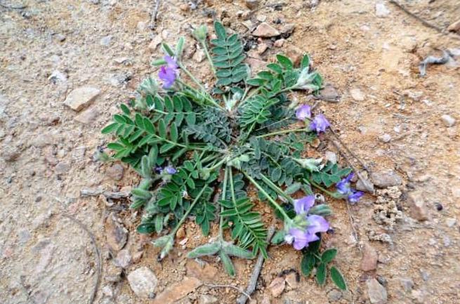 农村这种野草,北方才能看到,老农用它治肝炎,遇到请认识
