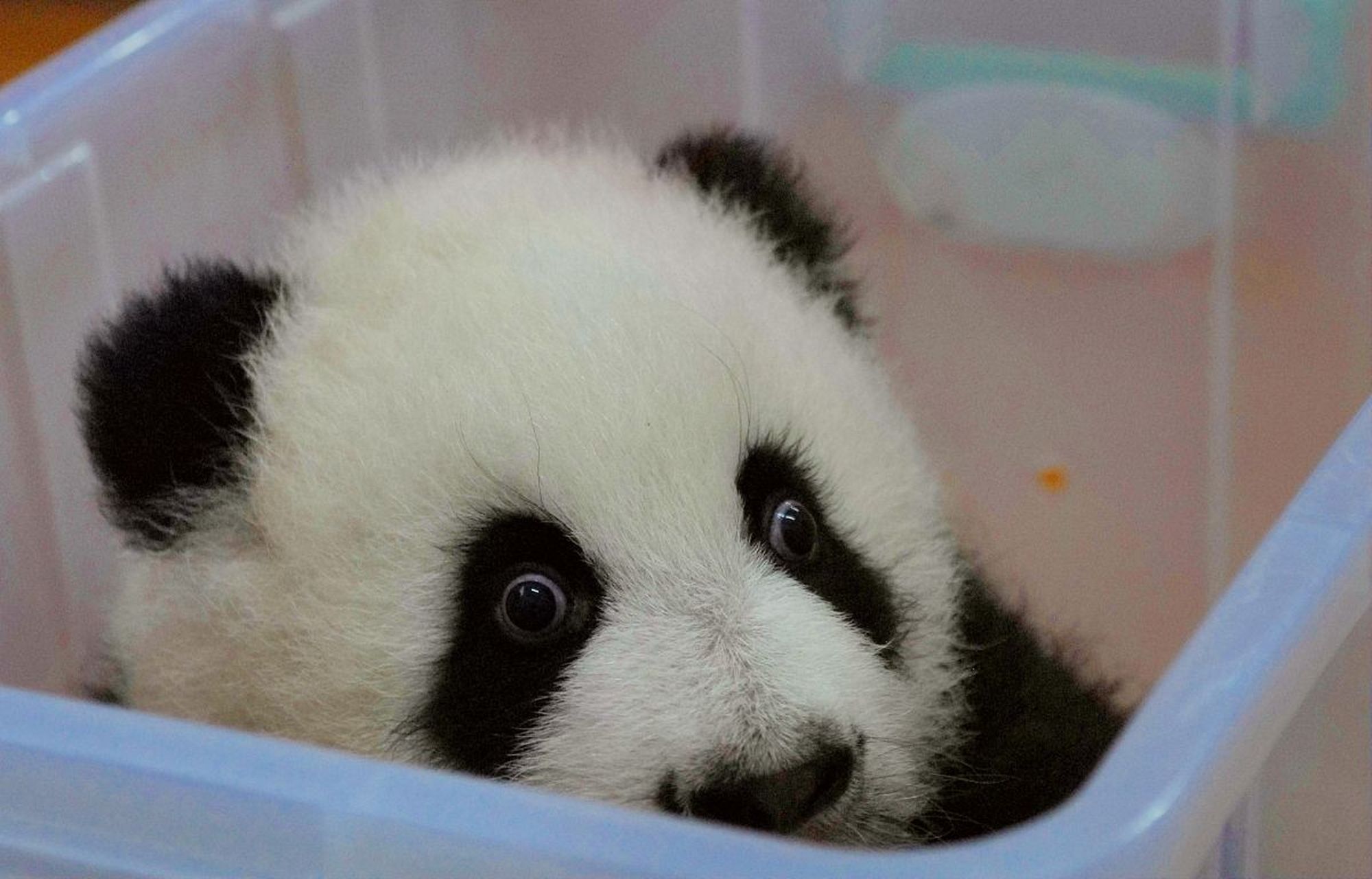 旅韩大熊猫福宝将返回中国# 近日,韩国爱宝乐园动物园宣布,旅韩大