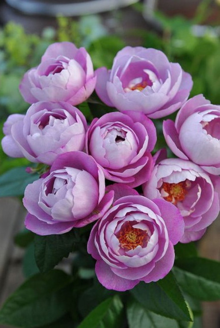 带有强烈香味的月季品种分享,你喜欢哪一种?