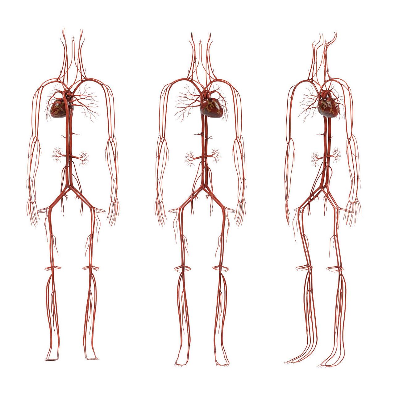 人体血管分布图简笔画图片