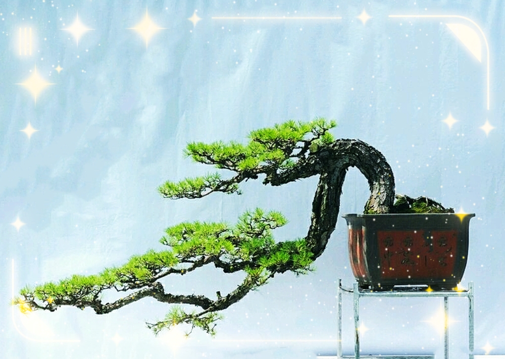 百度爱采购首页 商品专题_临水盆景双干式临水就是双干一高一低并行斜