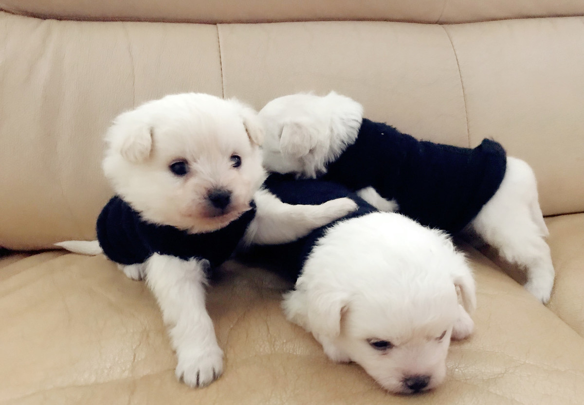 新手买狗时,使用这4个方法,帮你选出一只天生乖巧的狗狗