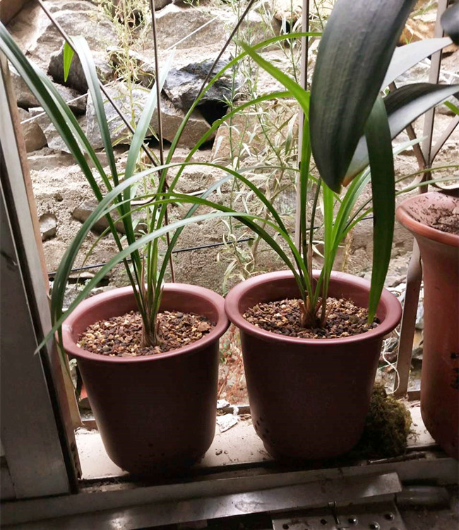 兰花养护表第一页之浇水篇