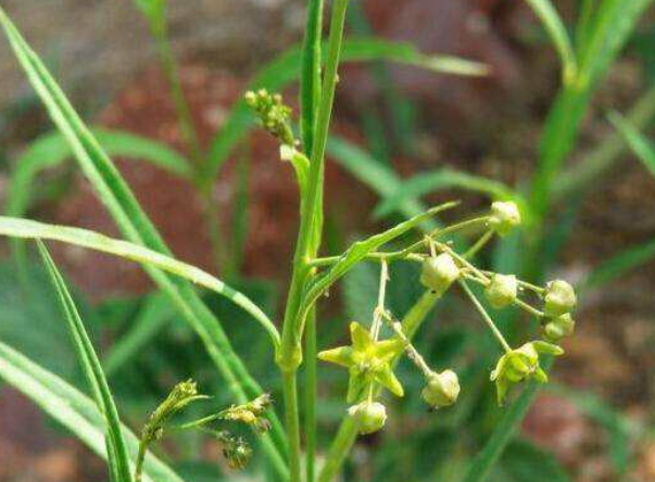 雪见草还有一个别名叫猪婆花,剧中的景天也经常叫雪见猪婆,真的是很用