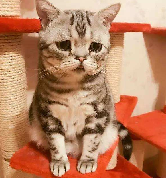 3,luhu,这只猫咪因为长了一张"委屈脸",让人看着就想给它小鱼干,舍不